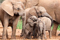 Baby African elephants (Loxodonta africana) of various ages playing together, Addo national park, Eastern Cape, South Africa, January. Did you know? Elephants can tell the difference between different...