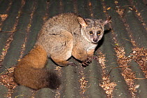 Thicktailed greater bushbaby / Greater galago (Otolemur / Galago crassicaudatus) resting on roof, night, Mlilwane nature reserve, Swaziland, March