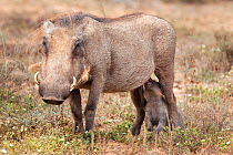 Warthog (Phacochoerus aethiopicus) suckling young, Addo national park, Eastern Cape, South Africa, January