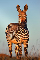 Cape mountain zebra (Equus zebra zebra) portrait, Mountain Zebra National Park, South Africa, January