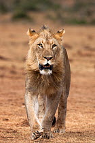 Male African lion (Panthera leo) Addo National Park, Eastern Cape, South Africa, January