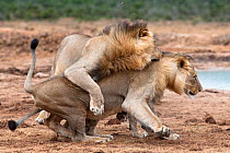 Male African lions (Panthera leo) playfighting, Addo National Park, Eastern Cape, South Africa, January