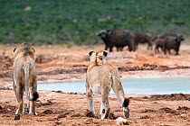 African lions (Panthera leo) male and female watching buffalo, Addo National Park, Eastern Cape, South Africa, January