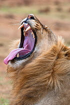 Male African lion (Panthera leo) yawning, showing canine teeth, Addo National Park, Eastern Cape, South Africa, January