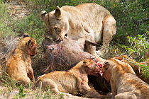 African lion (Panthera leo) lioness with cubs feeding on warthog kill, Kwandwe private reserve, Eastern Cape, South Africa, January