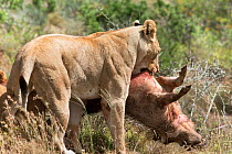 African lion (Panthera leo) lioness dragging warthog kill, Kwandwe private reserve, Eastern Cape, South Africa, January