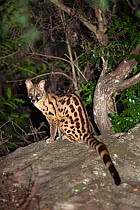 Large-spotted genet (Genetta tigrina) sitting on rock at night, Ithala game reserve, South Africa, December