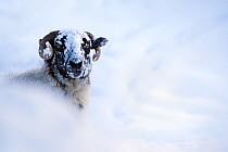 Domestic sheep (Ovis aries) Northumberland blackface sheep in snow, Tarset, Hexham, Northumberland, UK, November 2010