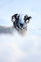 Domestic sheep (Ovis aries) Northumberland blackface sheep in snow, Tarset, Hexham, Northumberland, UK, November 2010