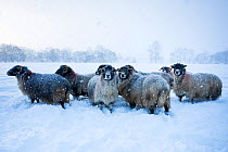 Domestic sheep (Ovis aries) flock of Northumberland blackface sheep in snow, Tarset, Hexham, Northumberland, UK, November 2010