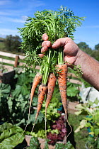 Organic Carrots (Daucus carota) home grown on domestic vegetable plot, UK, August 2010, Model released