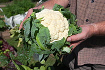 Organic Cauliflower (Brassica oleracea) home grown on domestic vegetable plot, UK, August 2010