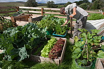 Man at his vegetable garden allotment, UK, August 2010