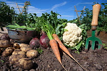 Organic vegetables - potatoes, onions, beans, carrots, cauliflower - grown on an allotment, UK, August 2010