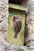 Female House sparrow (Passer domesticus) with chick at nestbox, Northumberland, UK, June