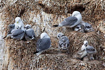 Kittiwakes (Rissa tridactyla) with chicks on nests on cliff face, Farne Islands, Northumberland, UK, June