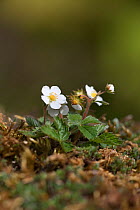Wild strawberry (Fragaria vesca) with flowers and fruit, Silverdale, Lancashire, UK, May