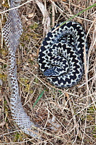 Adder (Vipera berus) with cast off skin, Northumberland National Park, UK, April