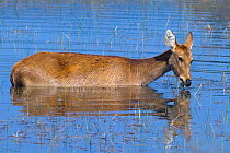 Hard-Ground Barasingha / Upland Barasingha / Swamp Deer (Cervus duvauceli branderi) female feeding on grasses in chest-deep water. Kanha National Park, India.
