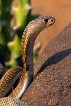 Indian / Asian / Spectacled Cobra (Naja naja) in profile. Karnataka, India.