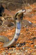 Indian / Asian / Spectacled Cobra (Naja naja) raising its hood in a threat display. Karnataka, India.