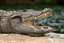 Marsh Crocodile or Mugger (Crocodylus palustris) resting with its mouth open. Cauvery River, Karnataka, India.