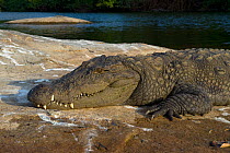 Marsh Crocodile or Mugger (Crocodylus palustris) resting on river bank. Cauvery River, Karnataka, India.