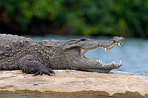 Marsh Crocodile or Mugger (Crocodylus palustris) resting on a rock in a river. Crocodiles open their mouths to regulate their body temperature when basking. Cauvery River, Karnataka, India.