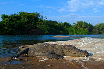 Marsh Crocodile or Mugger (Crocodylus palustris) basking on a rock, with Eurasian / White Spoonbill (Platalea leucorodia) flying overhead. Cauvery river, Karnataka, India.