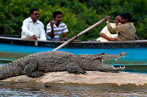 Marsh Crocodile or Mugger (Crocodylus palustris), with people taking a boat-ride in the background. Cauvery river, Karnataka, India.