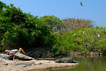 Marsh Crocodile / Mugger (Crocodylus palustris), with Painted Stork (Mycteria leucocephala), left, and Spot-billed Pelican or Grey Pelican (Pelecanus philippensis) flying overhead. Cauvery river, Karn...