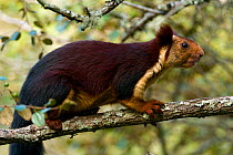 Indian Giant / Giant Malabar Squirrel (Ratufa indica) on a branch. Karnataka, India.