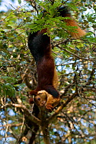 Indian Giant / Giant Malabar Squirrel (Ratufa indica) hanging from its hindlegs and eating. Karnataka, India.