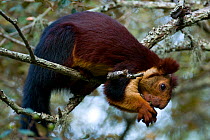 Indian Giant / Giant Malabar Squirrel (Ratufa indica) eating. Karnataka, India.