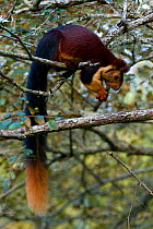 Indian Giant / Giant Malabar Squirrel (Ratufa indica) feeding in branches. Karnataka, India.