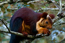 Indian Giant / Giant Malabar Squirrel (Ratufa indica) feeding. Karnataka, India.