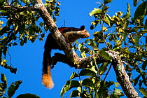 Indian Giant / Giant Malabar Squirrel (Ratufa indica) in a tree. Karnataka, India.
