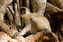 Southern plains grey / Hanuman langur {Semnopithecus dussumieri} amongst the branches of a tree. Rajasthan, India .