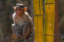 Bonnet Macaque (Macaca radiata) sub-adult sitting on a fence by bamboo. Karnataka, India.