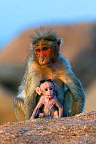 Bonnet Macaque (Macaca radiata) mother with infant. Karnataka, India.