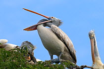 Spot-billed Pelican / Grey Pelican (Pelecanus philippensis) with mouth open. Karnataka, India.