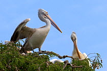 Spot-billed Pelican / Grey Pelican (Pelecanus philippensis) at roost. Karnataka, India.