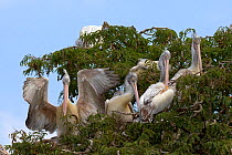 Spot-billed Pelican or Grey Pelican (Pelecanus philippensis) at roost. Karnataka, India.