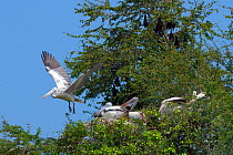 Spot-billed Pelican or Grey Pelican (Pelecanus philippensis) at nest site, with roosting Indian flying foxes (Pteropus giganteus) in the background. Karnataka, India.