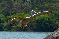 Spot-billed Pelican or Grey Pelican (Pelecanus philippensis) in flight. Karnataka, India.