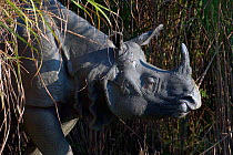 Portrait of an Indian Rhinoceros (Rhinoceros unicornis). Kaziranga National Park, India.