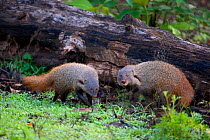 Stripe-necked Mongoose (Herpestes viticollis) foraging, the largest mongoose in Asia. Western Ghats, South India.