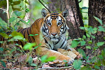 Tiger (Panthera tigris) female lying. Kanha National Park, India.