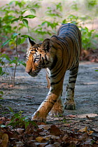 Tiger (Panthera tigris) cub walking. Bandhavgarh National Park, India. Vertical crop of 1487925