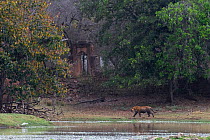 Tiger (Panthera tigris) male walking by water. Ranthambhore National Park, India.